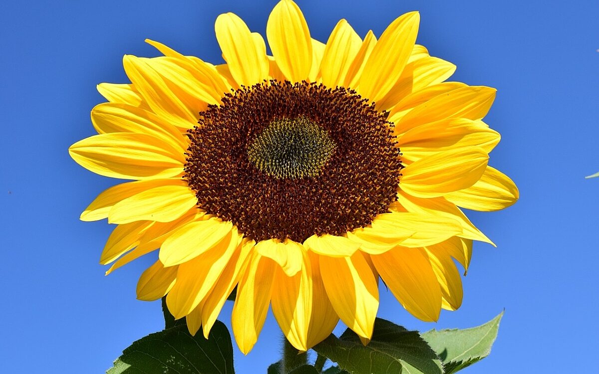 Sonnenblume Sonnenblume